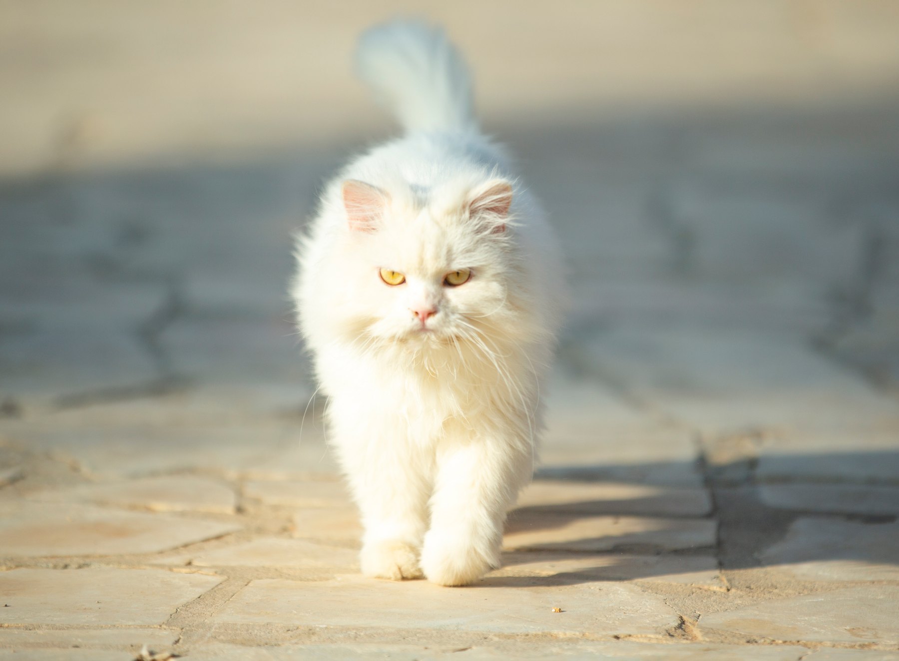 A fluffy cream and white cat looking toward the camera.