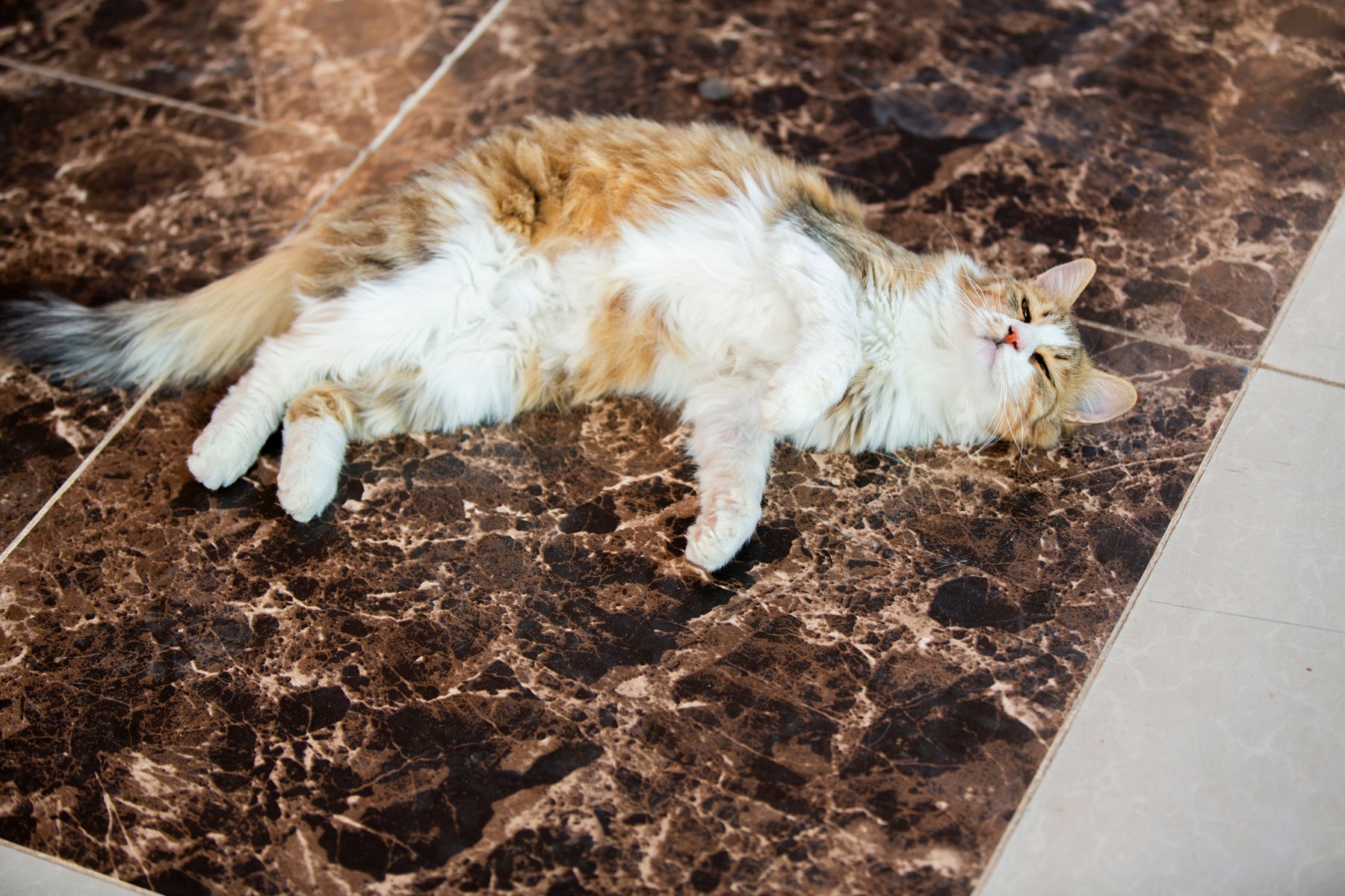 A calico cat resting indoors — a distinct beat from the courtyard tuxedo.