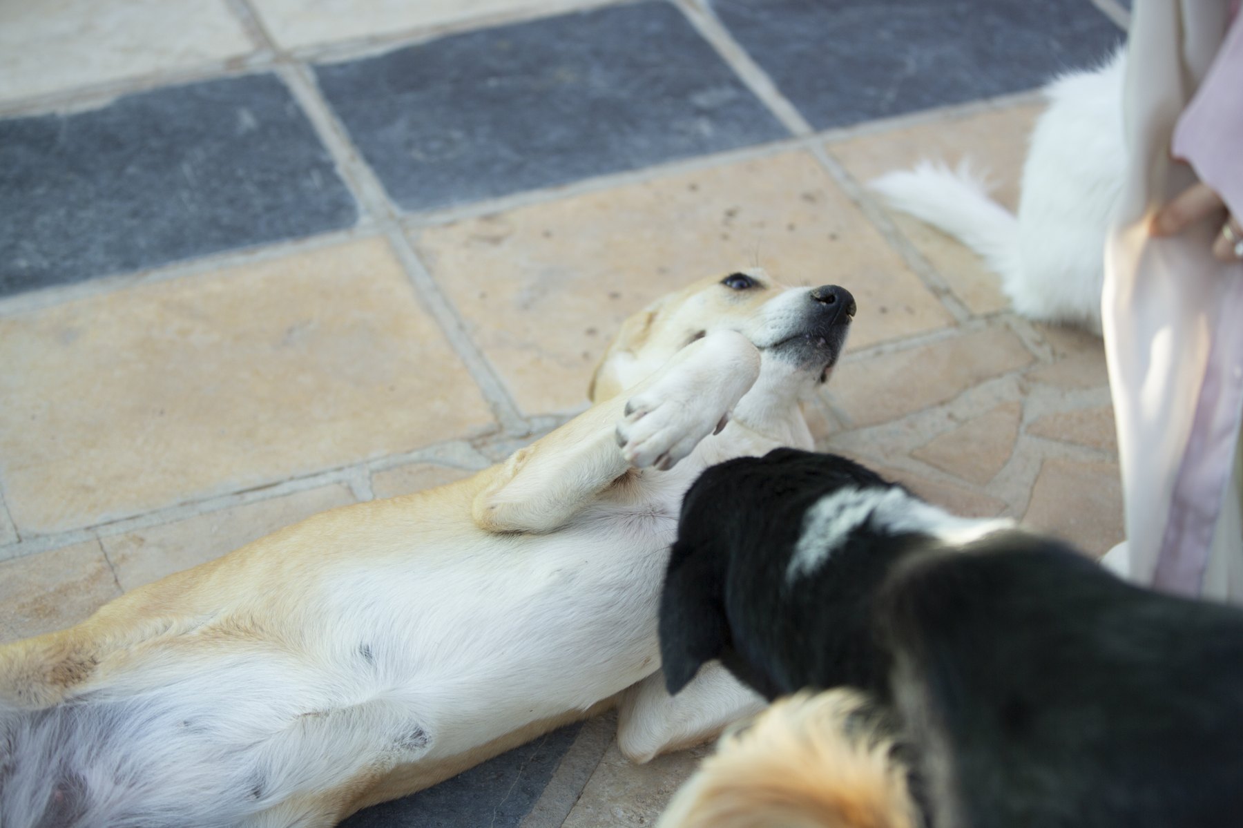 Dogs lounging together in the open sanctuary yard — a pack in shared space.