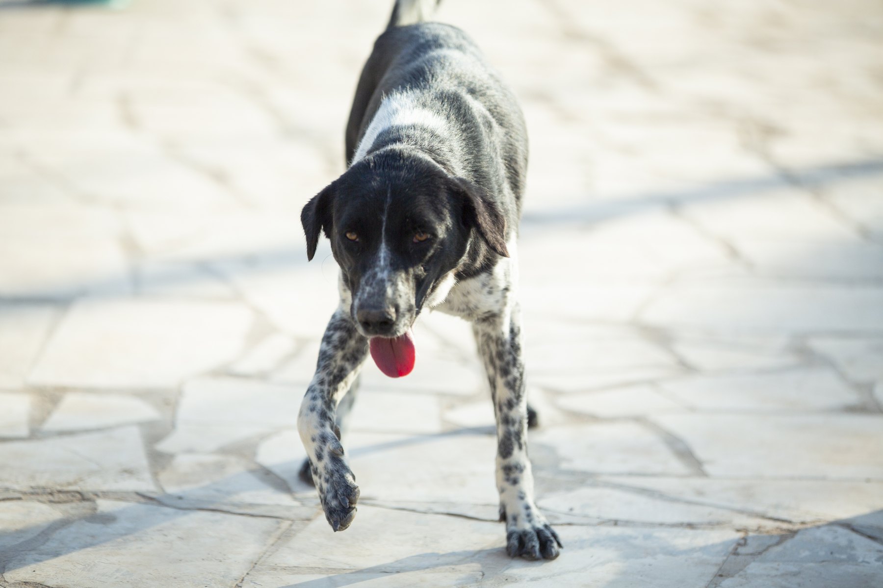 A black-and-white speckled dog walking toward the camera in the yard.
