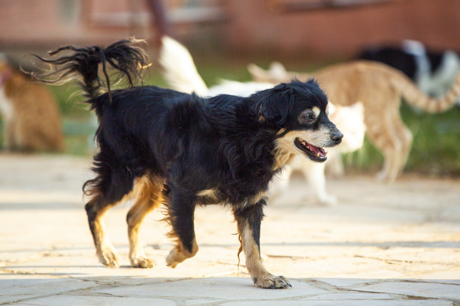 Two dogs walking together in an open outdoor yard.