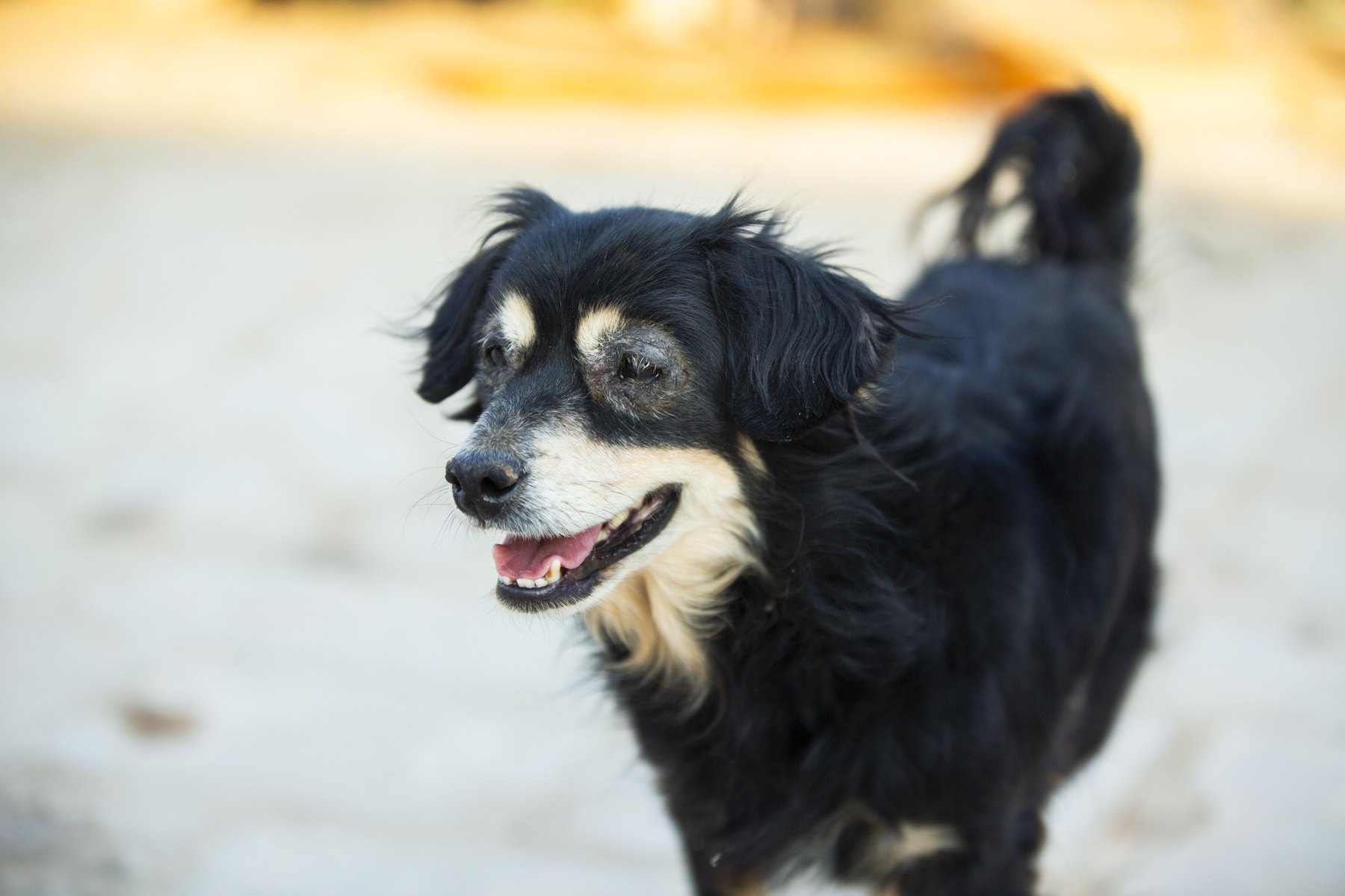 A black-and-tan dog smiling outdoors in soft sunlight.
