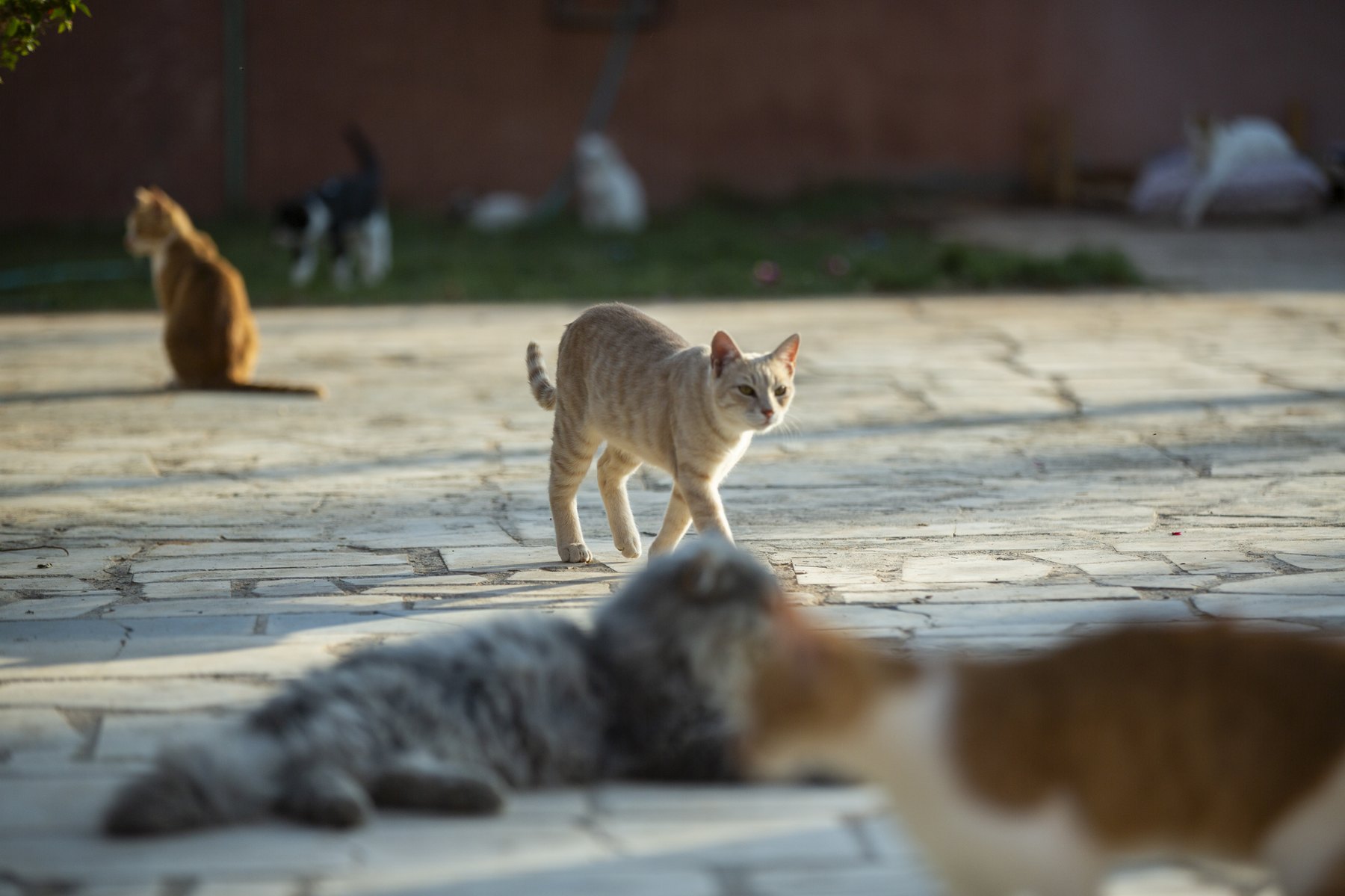 Large stone courtyard group scene — cats gathered across the sanctuary yard.