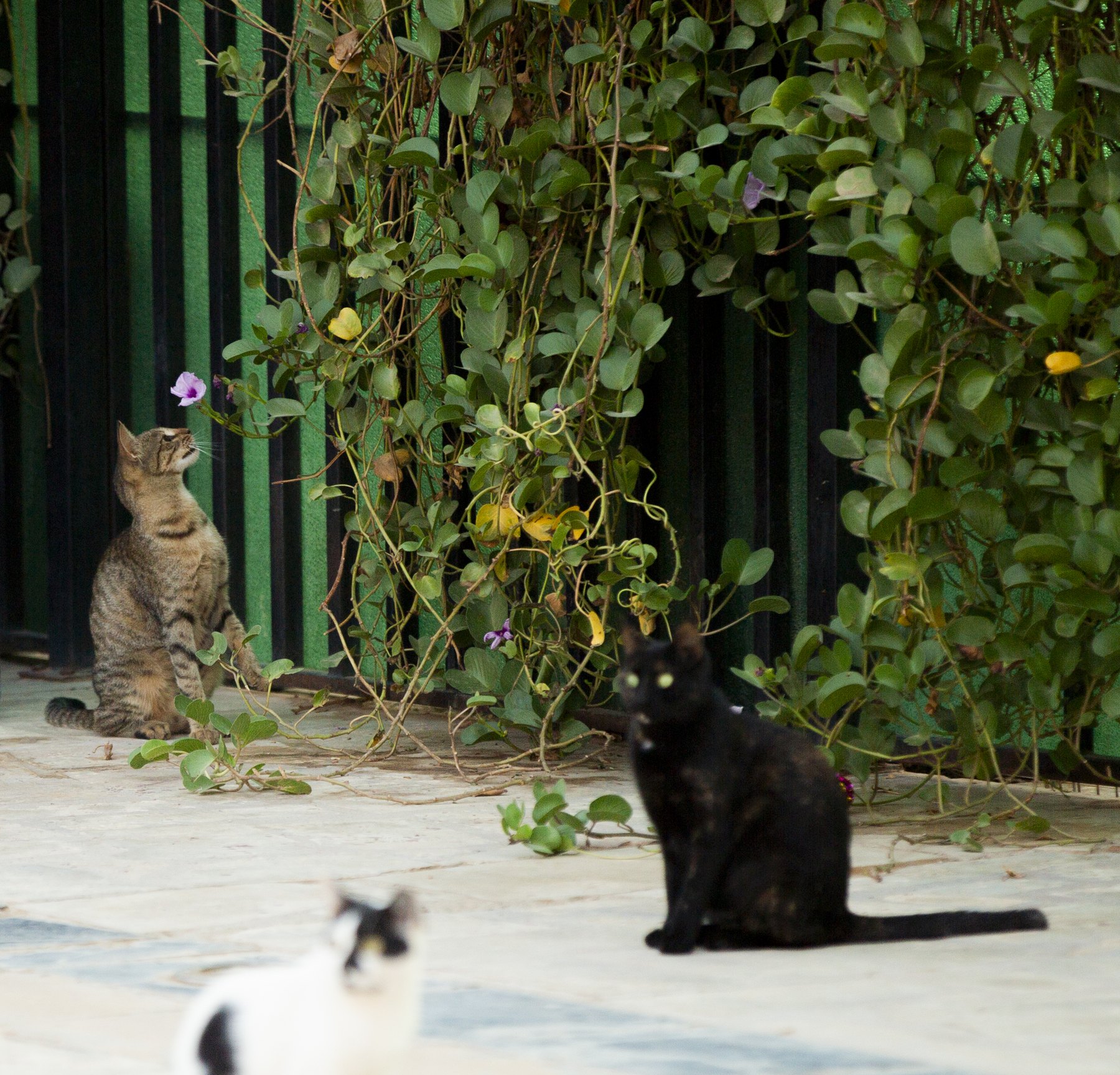 Turfed outdoor yard shaded by green netting where small cats rest and play.