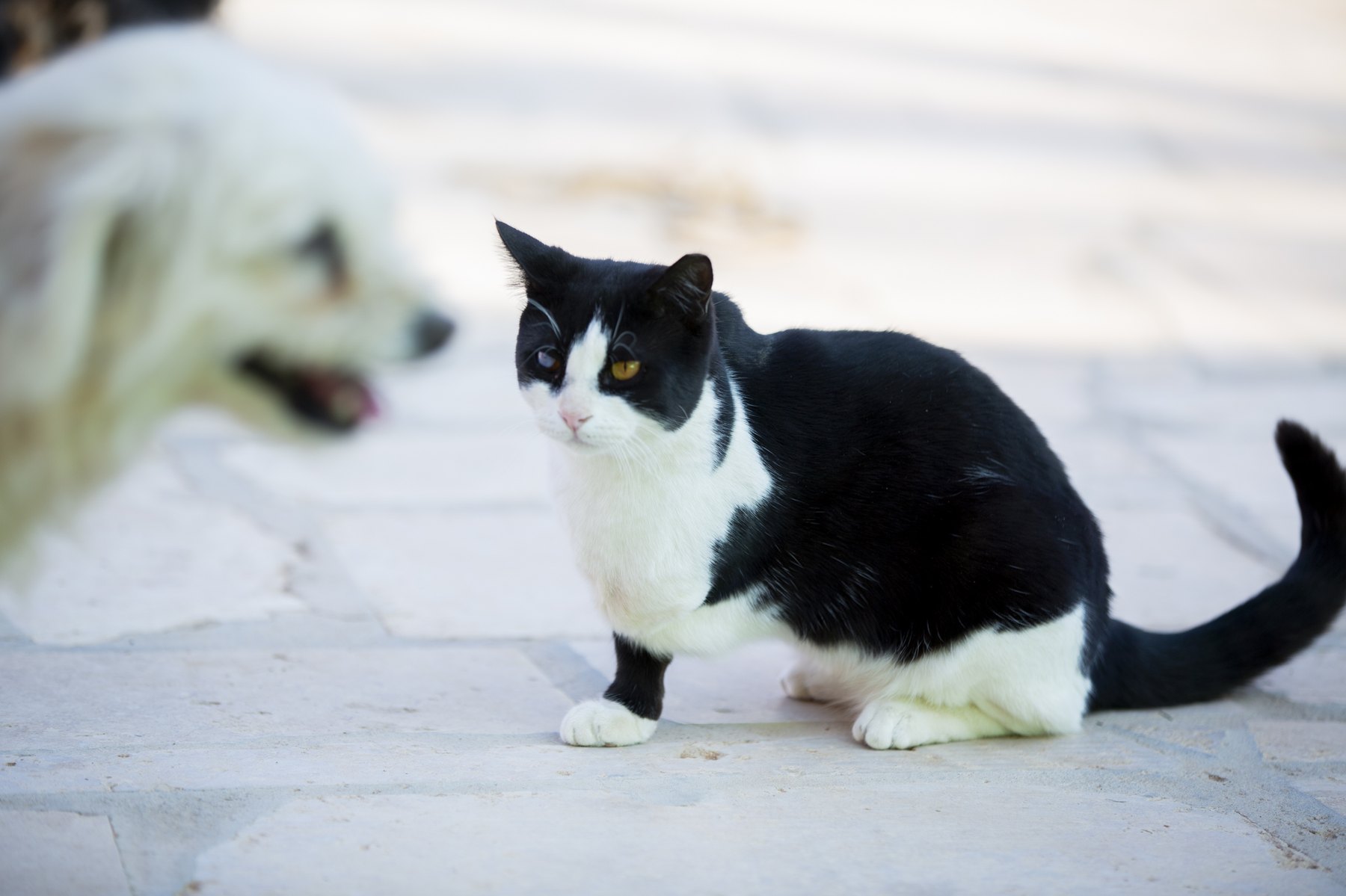 A moment from daily life at the Animal House sanctuary.