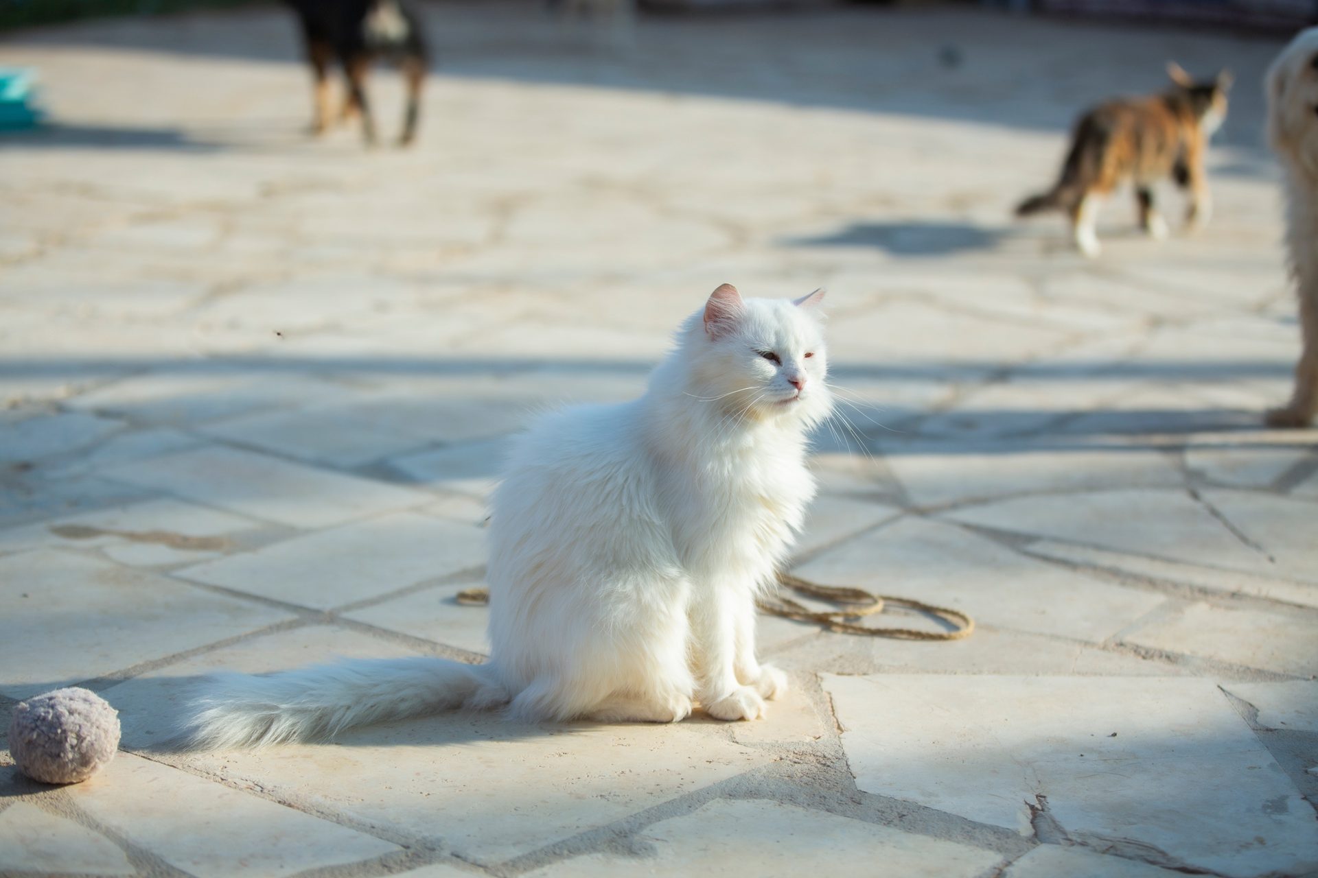 Cats living as a colony across the gated sanctuary courtyard.