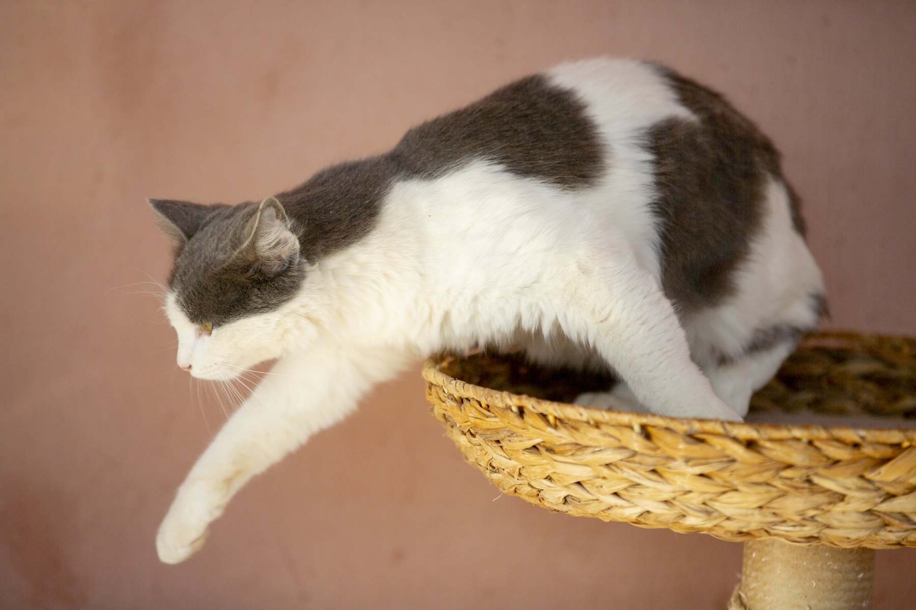 A moment from daily life at the Animal House sanctuary.