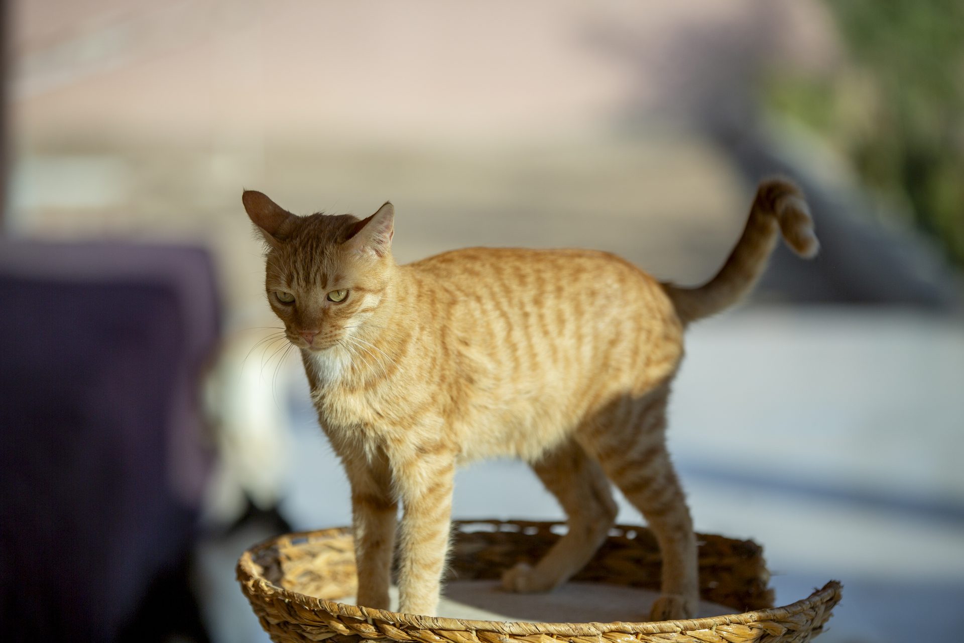 A moment from daily life at the Animal House sanctuary.