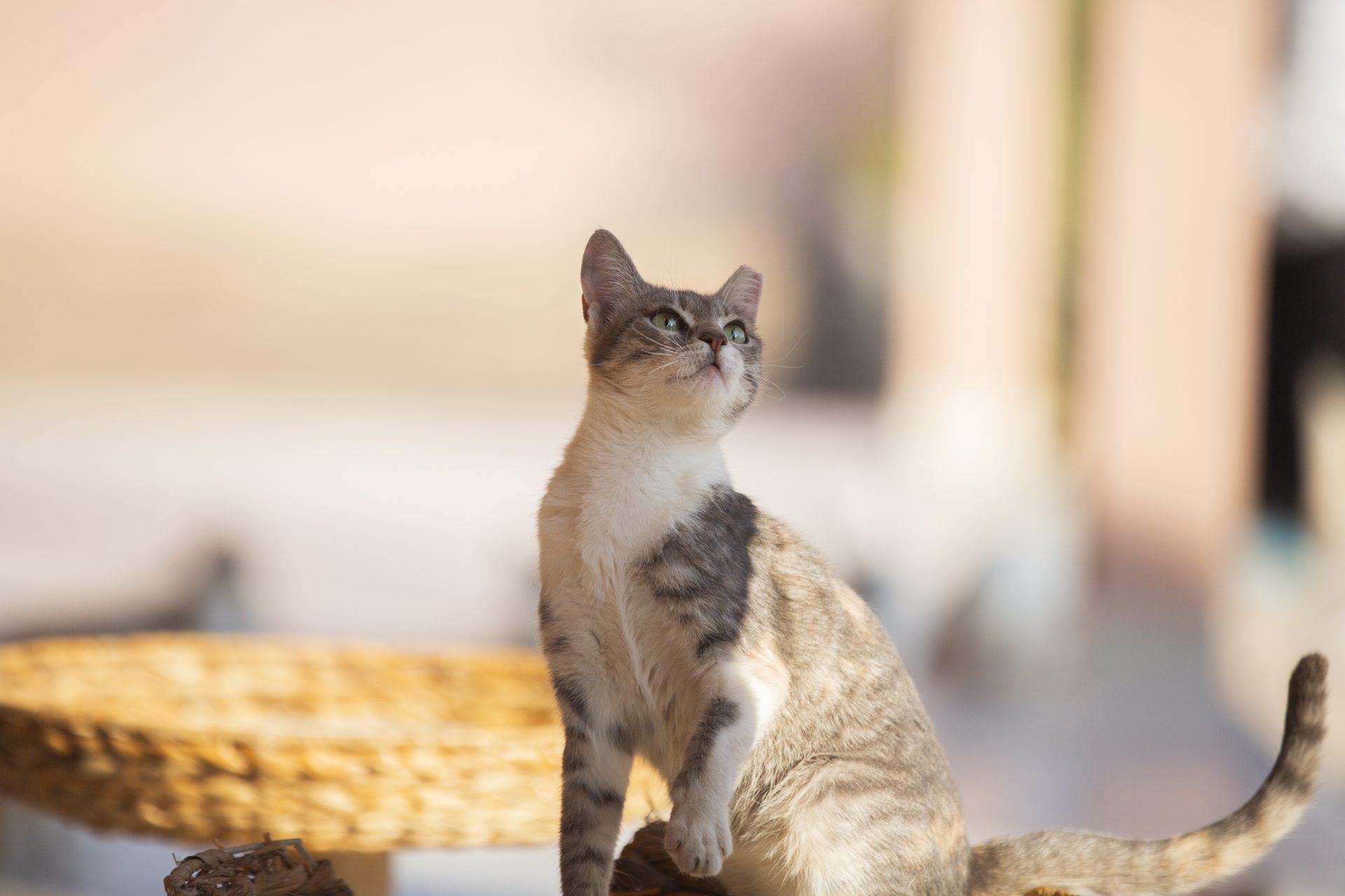 A moment from daily life at the Animal House sanctuary.