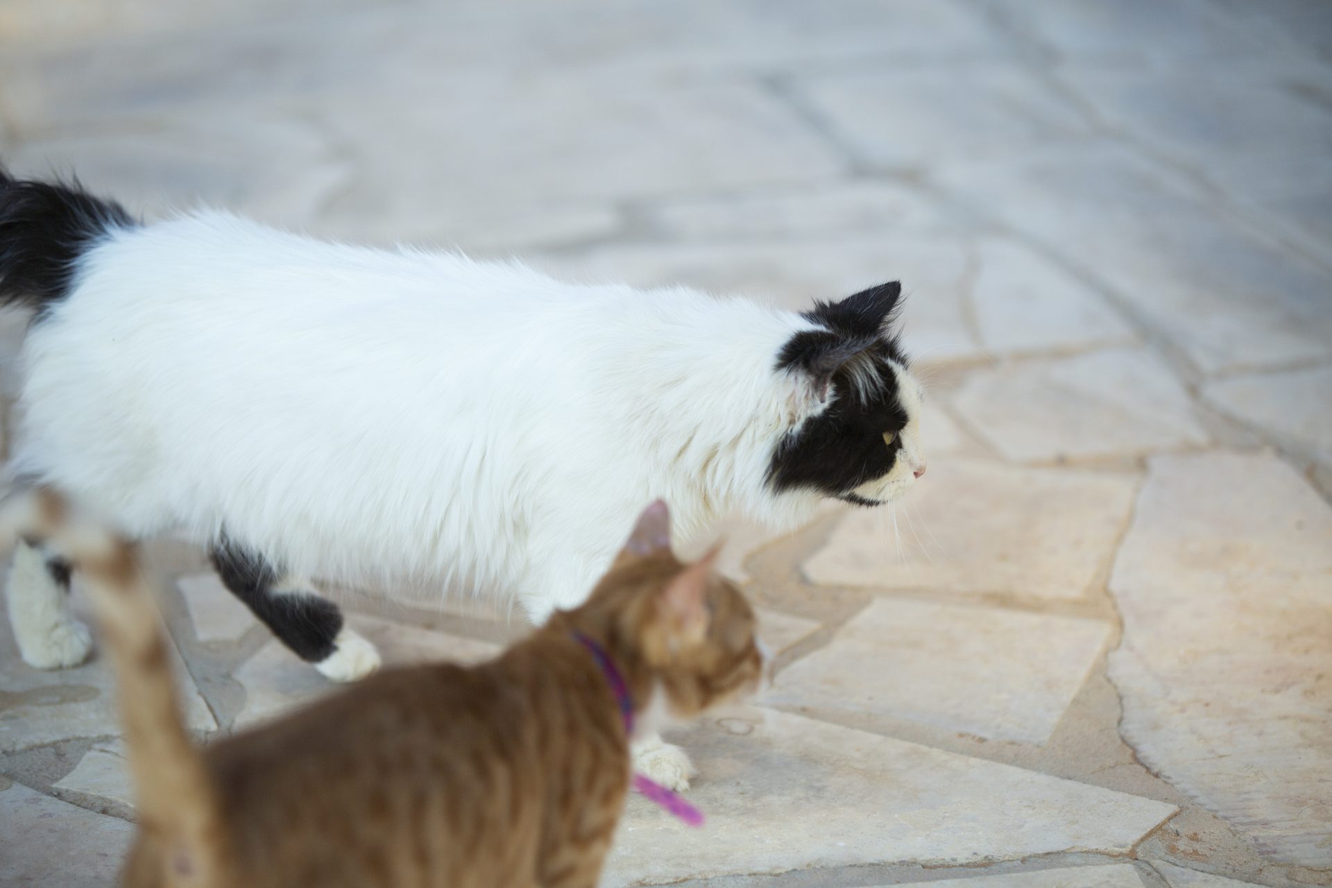 A moment from daily life at the Animal House sanctuary.