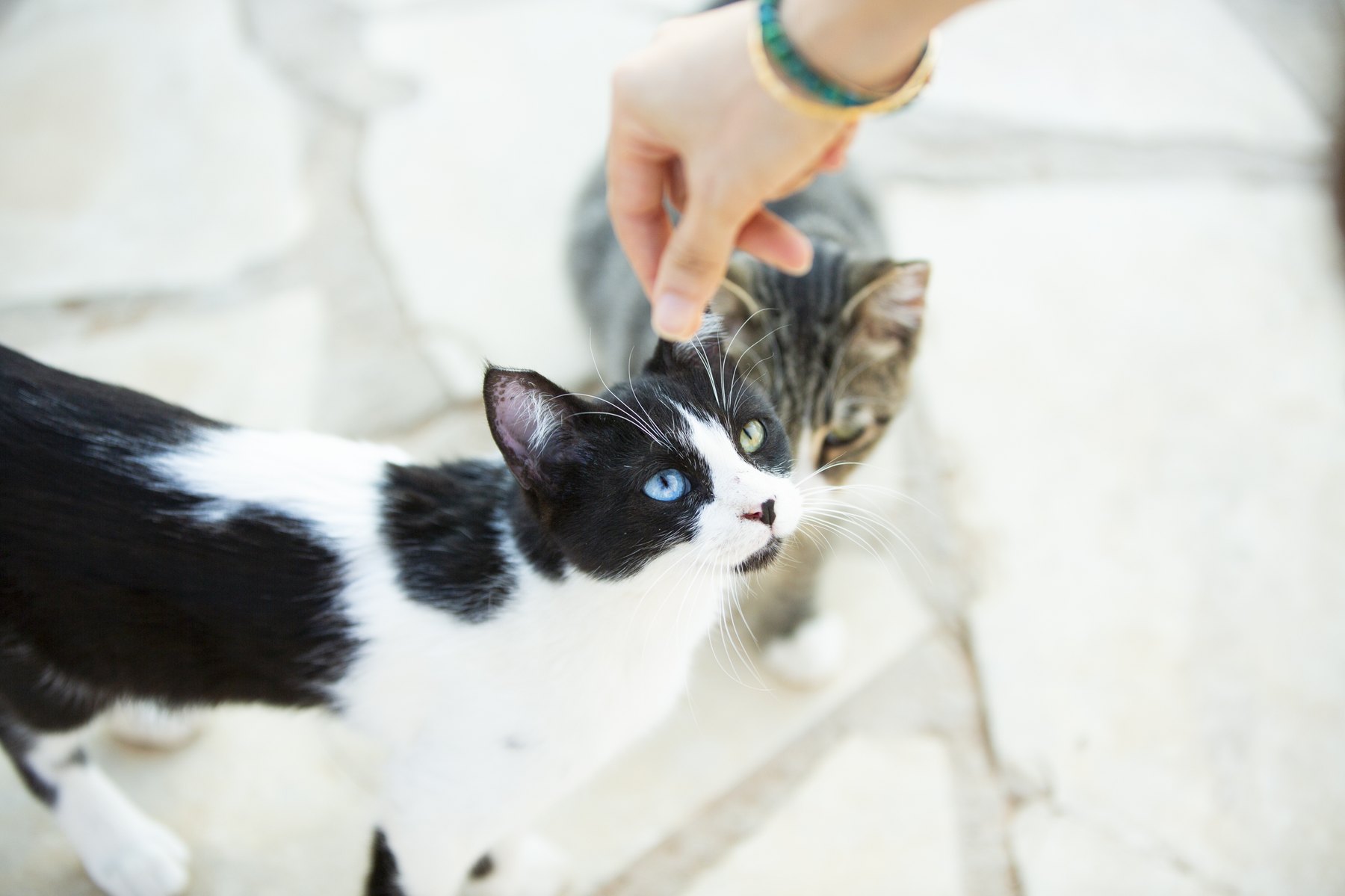 Two cats nose-to-nose in a quiet sanctuary moment.