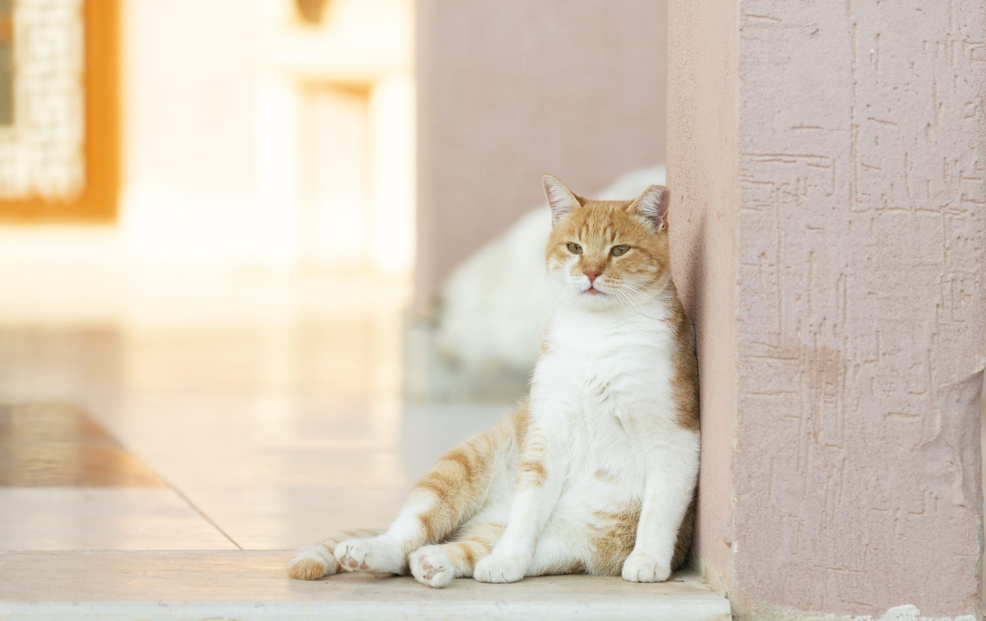 A moment from daily life at the Animal House sanctuary.