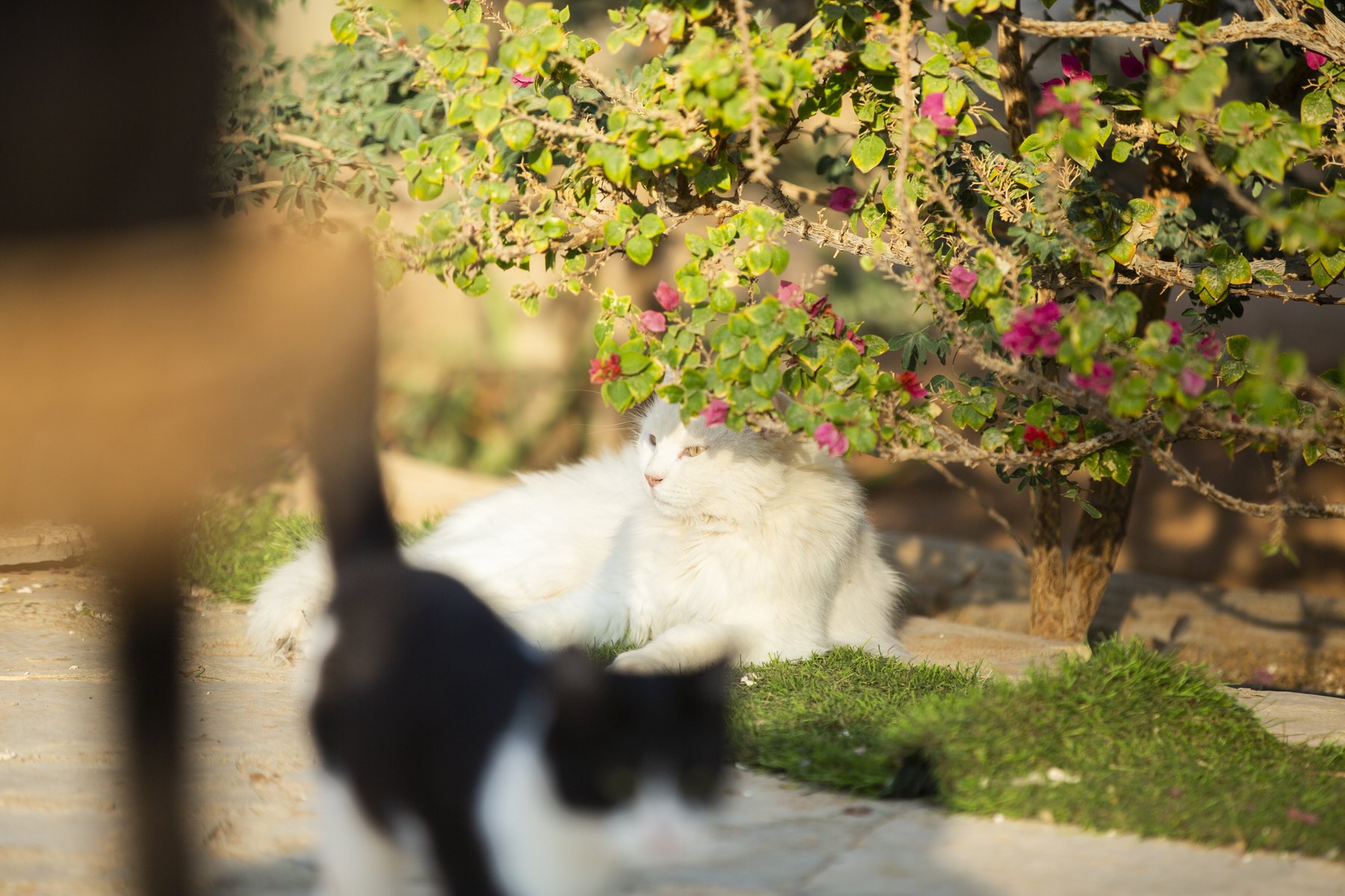 A moment from daily life at the Animal House sanctuary.