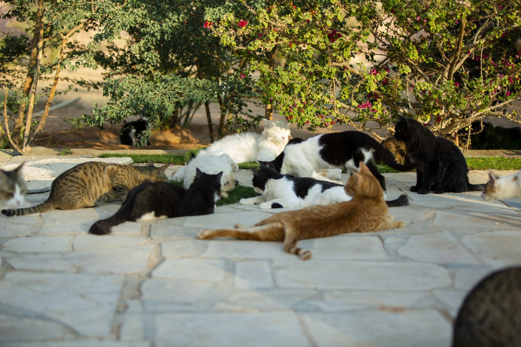A moment from daily life at the Animal House sanctuary.