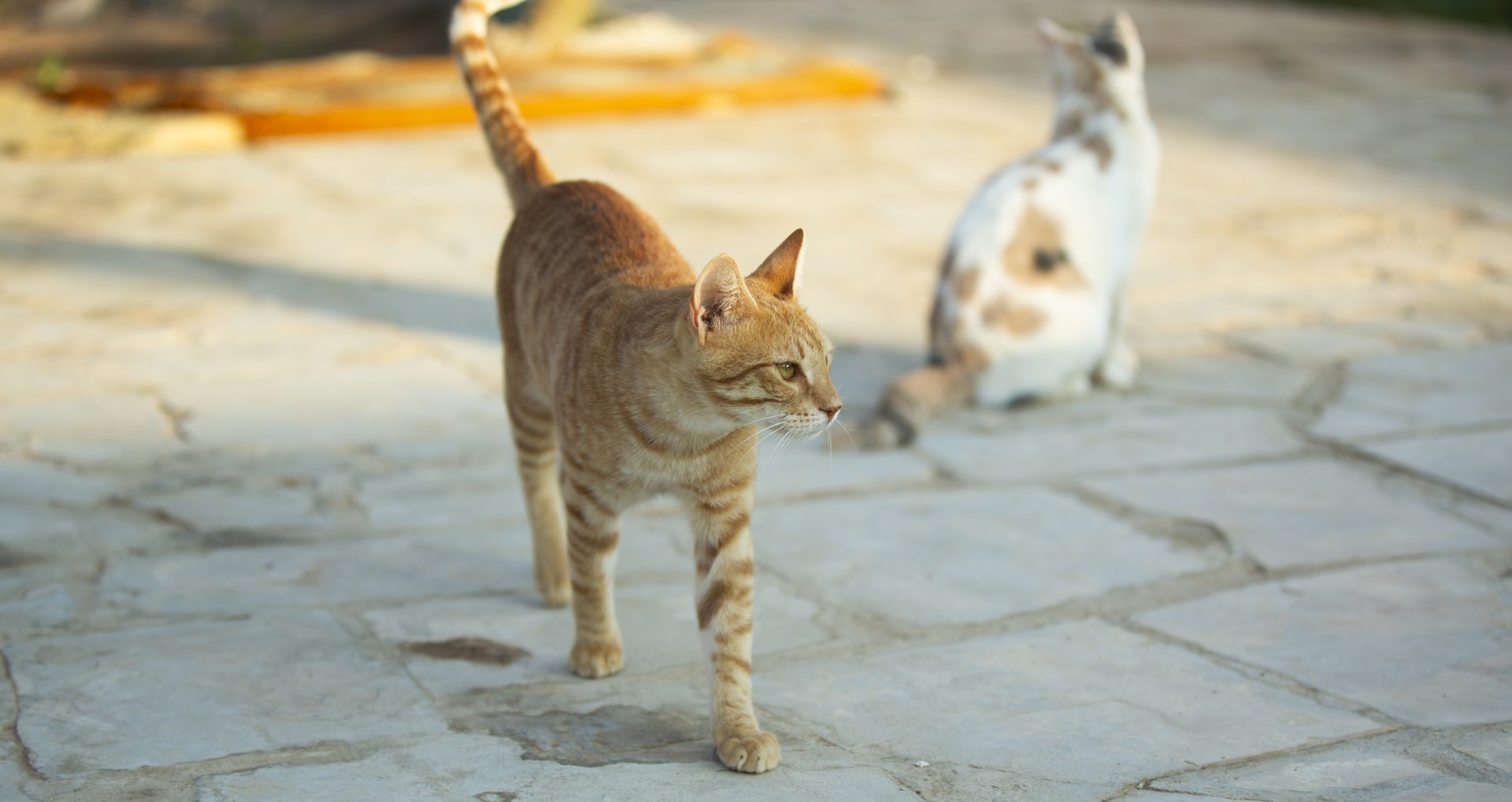 A moment from daily life at the Animal House sanctuary.