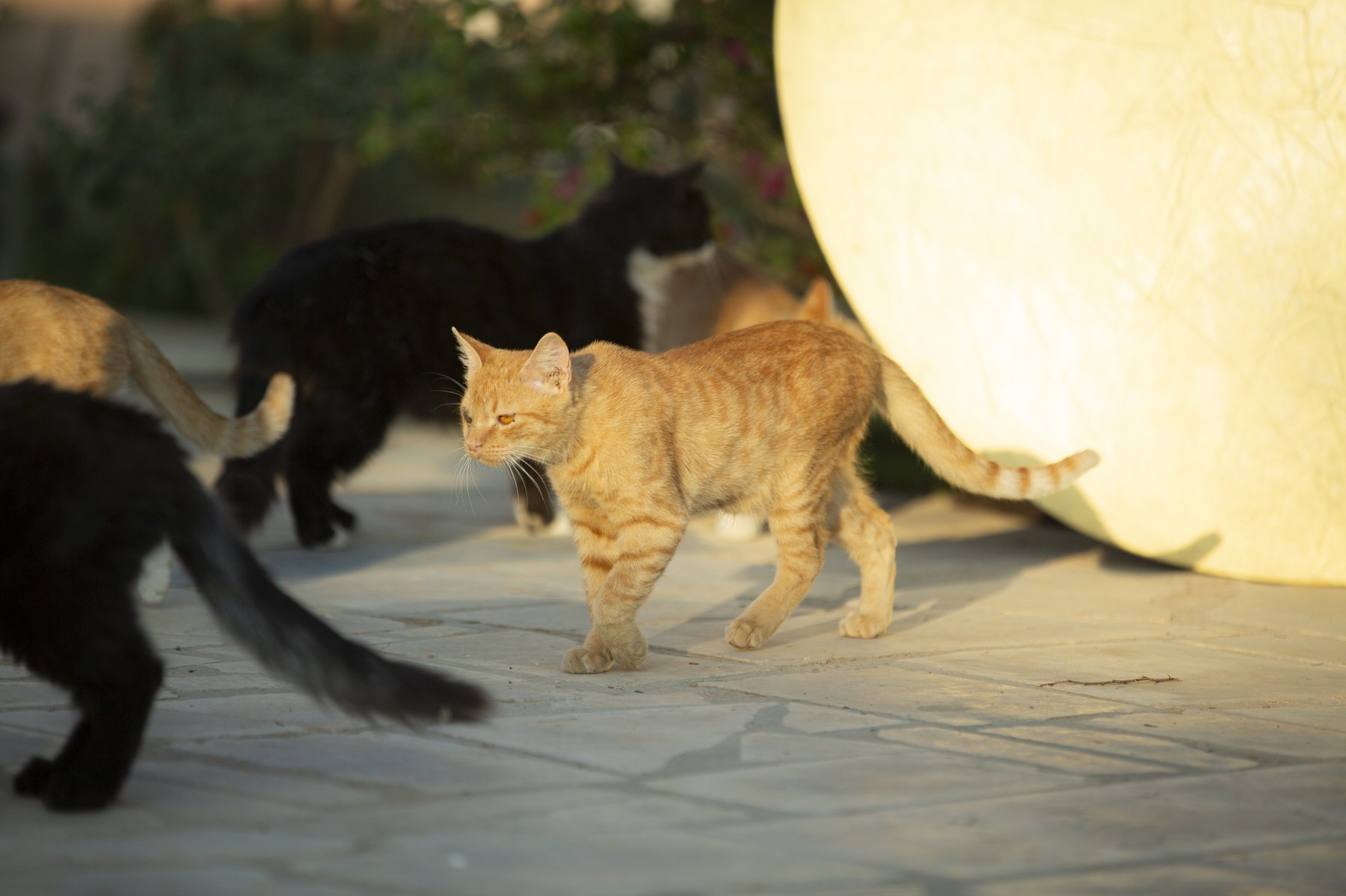 Weekly care and comfort at the Animal House sanctuary.
