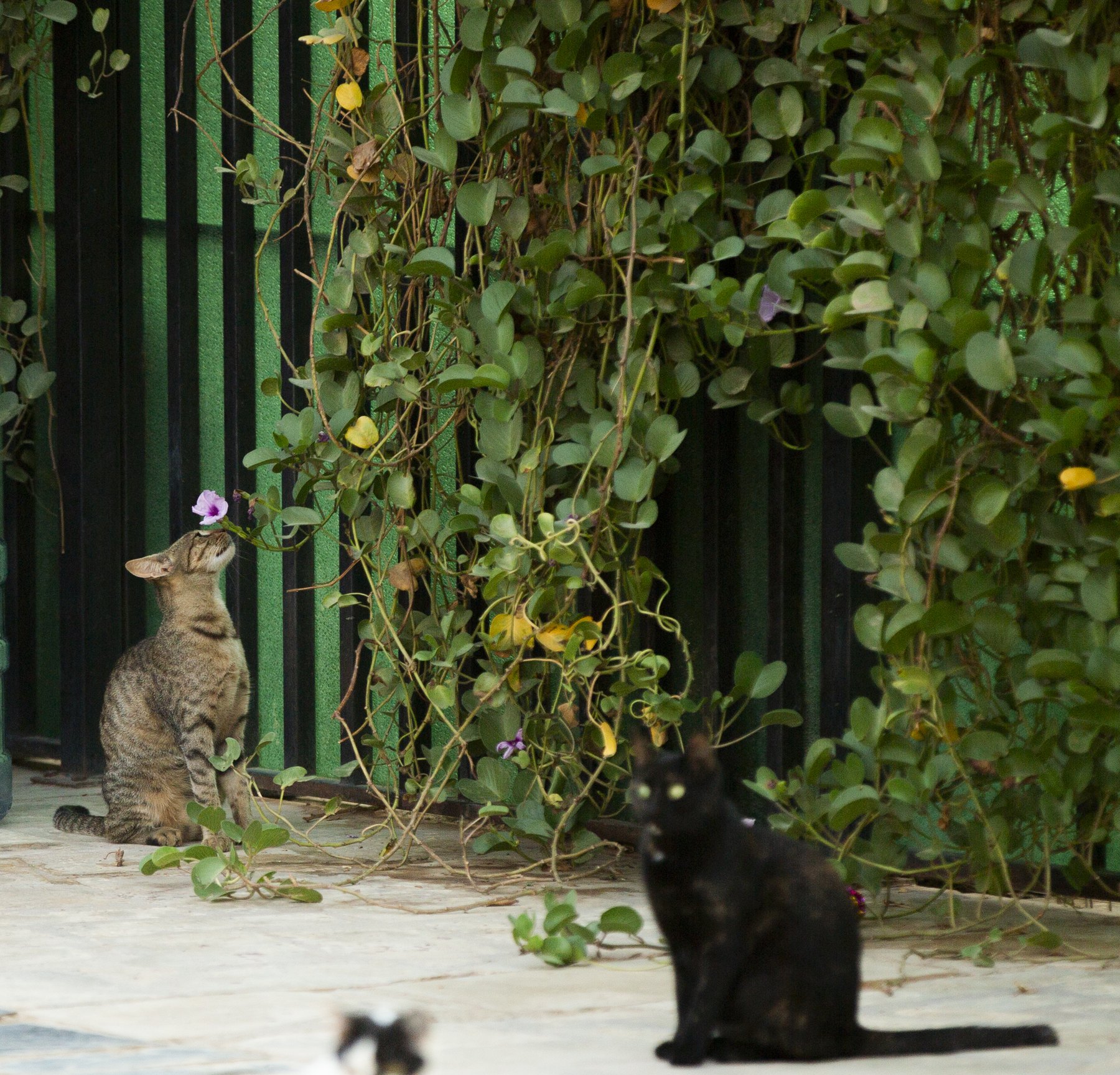 A tabby sniffing a purple flower in the garden.