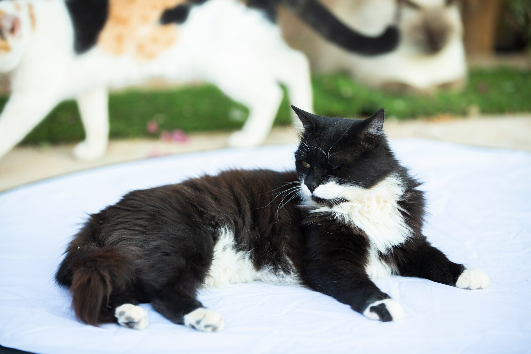 Two cats sleeping together in a soft cuddle.