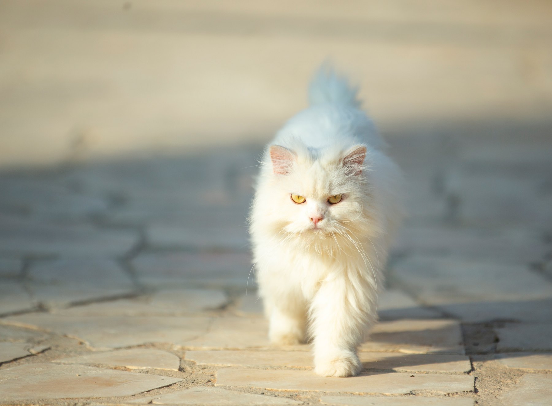 A fluffy white cat walking toward the camera on stone pavers.