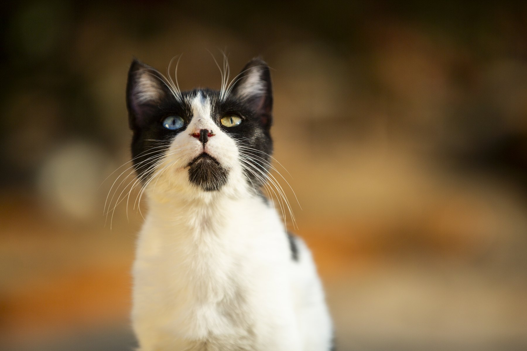 Featured status portrait — odd-eyed black-and-white cat, face-true crop.