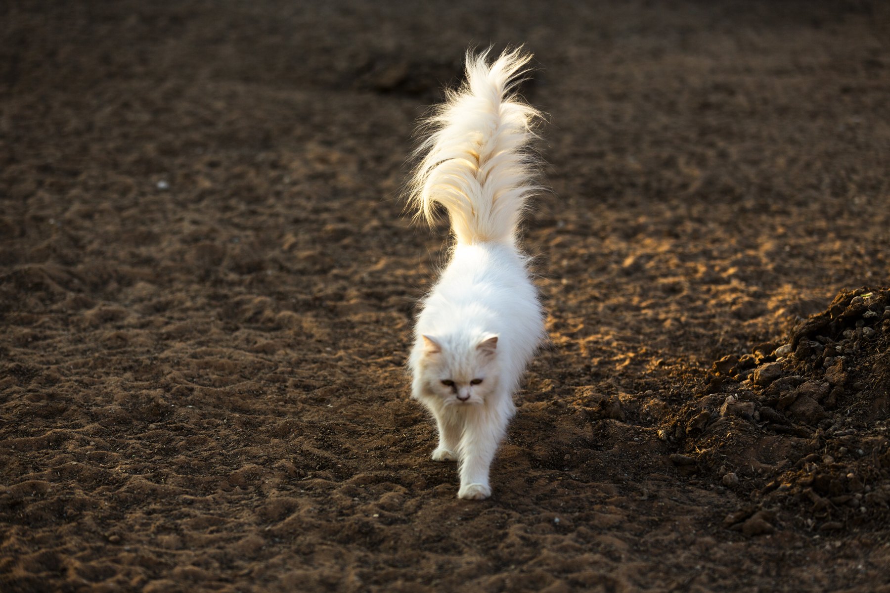 A calico cat crossing the sanctuary tiles.