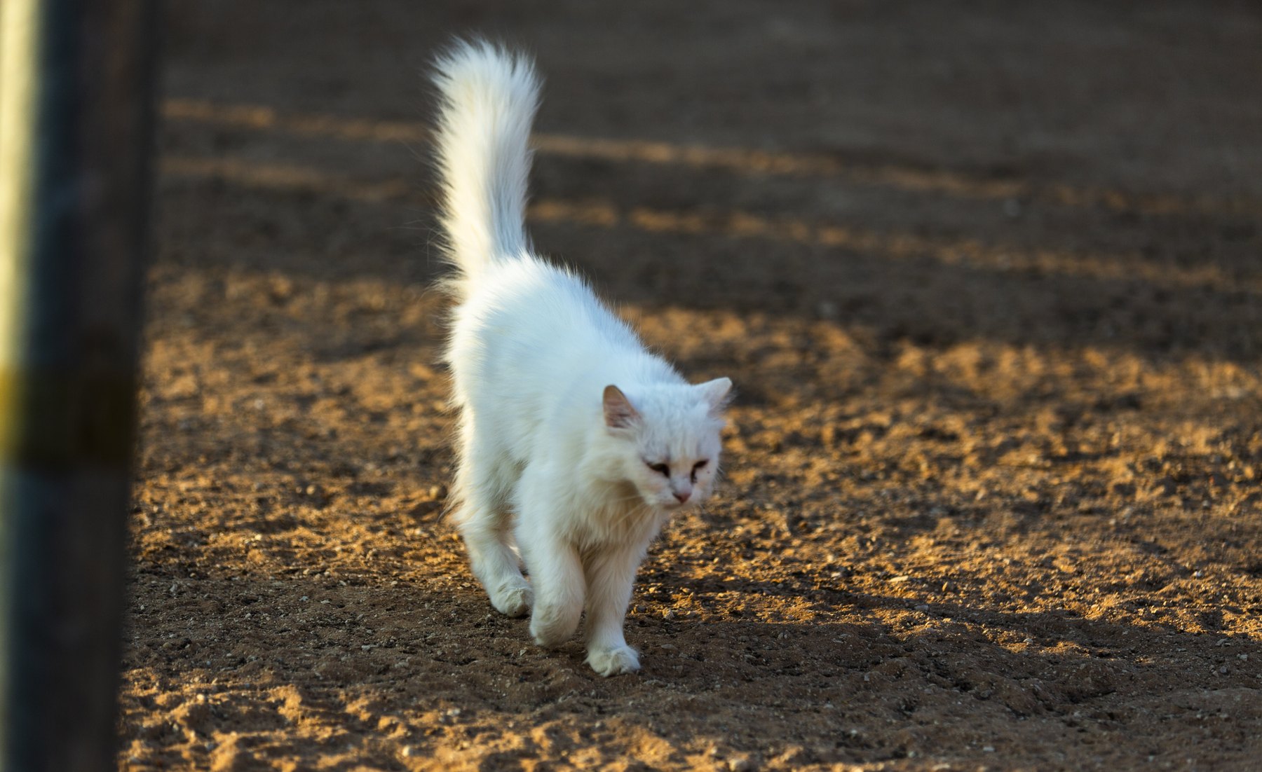 A black-and-white cat walking toward the camera.