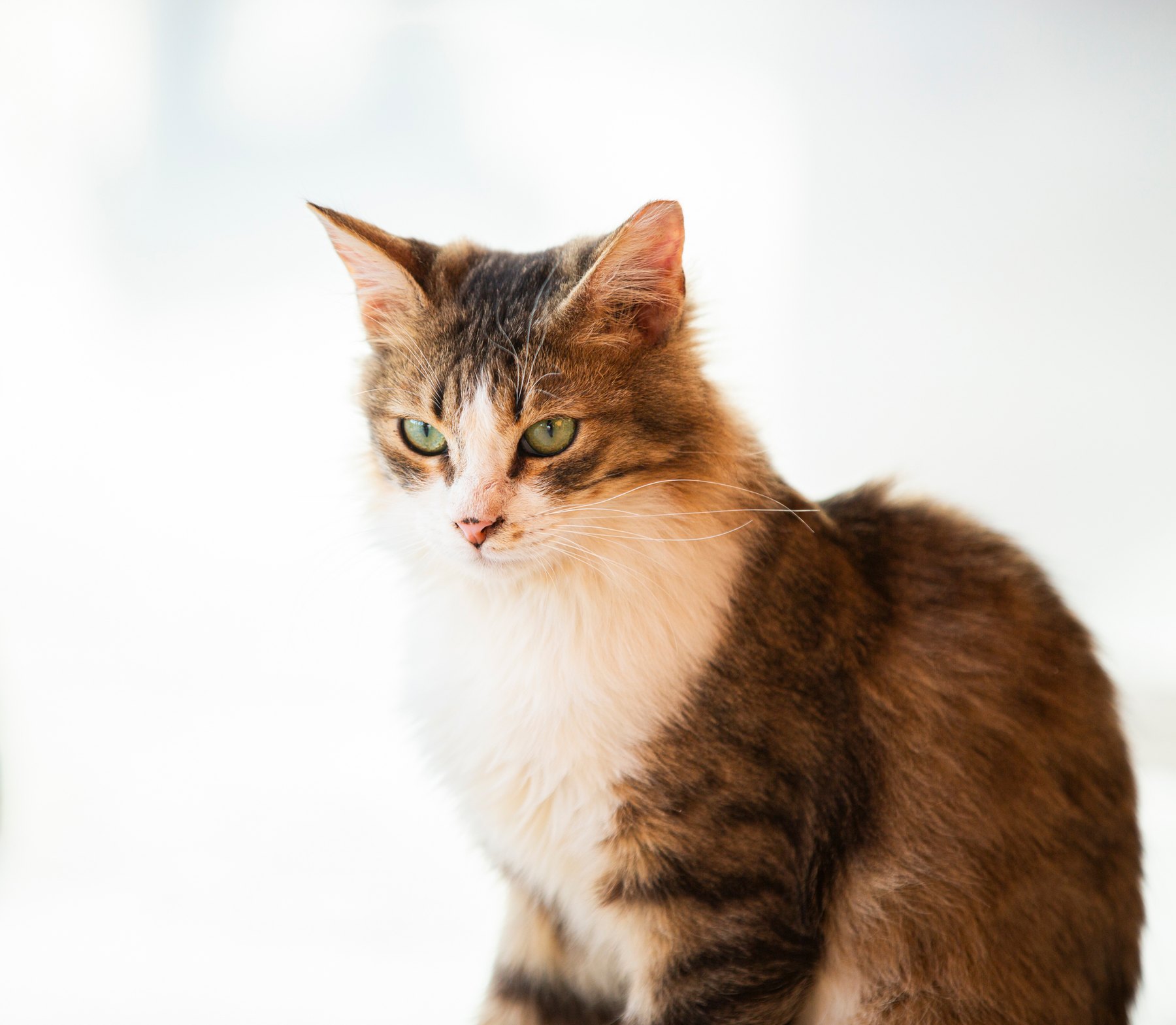 Fluffy tabby-and-white portrait.